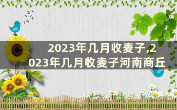 2023年几月收麦子,2023年几月收麦子河南商丘