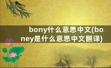 bony什么意思中文(boney是什么意思中文翻译)