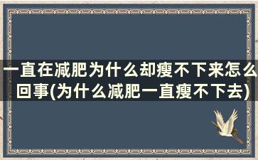 一直在减肥为什么却瘦不下来怎么回事(为什么减肥一直瘦不下去)