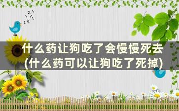 什么药让狗吃了会慢慢死去(什么药可以让狗吃了死掉)