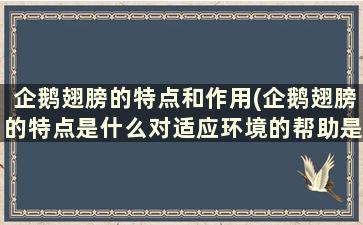 企鹅翅膀的特点和作用(企鹅翅膀的特点是什么对适应环境的帮助是什么)