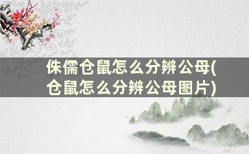 侏儒仓鼠怎么分辨公母(仓鼠怎么分辨公母图片)