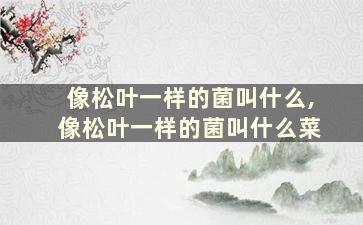 像松叶一样的菌叫什么,像松叶一样的菌叫什么菜