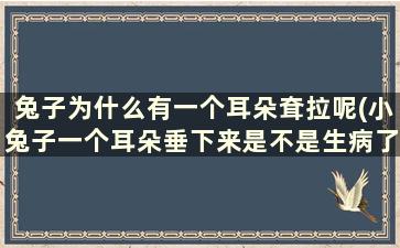 兔子为什么有一个耳朵耷拉呢(小兔子一个耳朵垂下来是不是生病了)