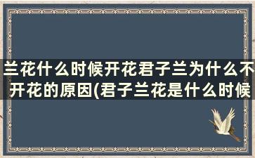 兰花什么时候开花君子兰为什么不开花的原因(君子兰花是什么时候开的)