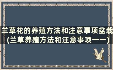 兰草花的养殖方法和注意事项盆栽(兰草养殖方法和注意事项一一)