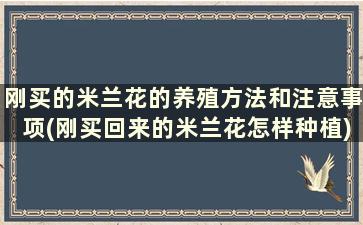 刚买的米兰花的养殖方法和注意事项(刚买回来的米兰花怎样种植)