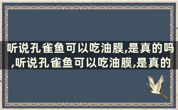 听说孔雀鱼可以吃油膜,是真的吗,听说孔雀鱼可以吃油膜,是真的吗吗