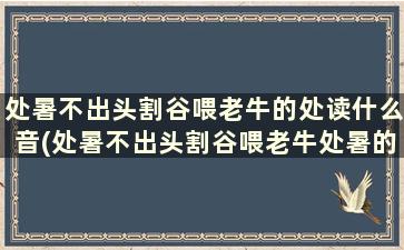 处暑不出头割谷喂老牛的处读什么音(处暑不出头割谷喂老牛处暑的拼音)