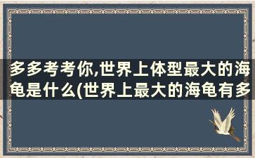 多多考考你,世界上体型最大的海龟是什么(世界上最大的海龟有多少斤)