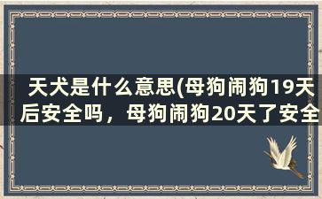 天犬是什么意思(母狗闹狗19天后安全吗，母狗闹狗20天了安全吗。闹狗是什么意思)