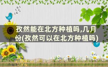 孜然能在北方种植吗,几月份(孜然可以在北方种植吗)