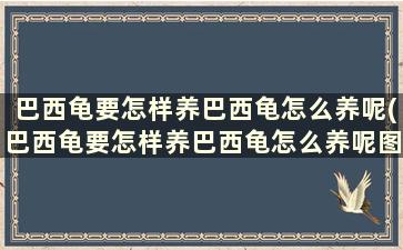 巴西龟要怎样养巴西龟怎么养呢(巴西龟要怎样养巴西龟怎么养呢图片)