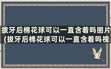 拔牙后棉花球可以一直含着吗图片(拔牙后棉花球可以一直含着吗视频)