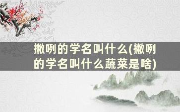 撇咧的学名叫什么(撇咧的学名叫什么蔬菜是啥)