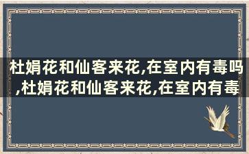 杜娟花和仙客来花,在室内有毒吗,杜娟花和仙客来花,在室内有毒吗能养吗