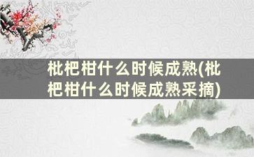 枇杷柑什么时候成熟(枇杷柑什么时候成熟采摘)