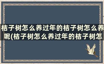 桔子树怎么养过年的桔子树怎么养呢(桔子树怎么养过年的桔子树怎么养才能结果)