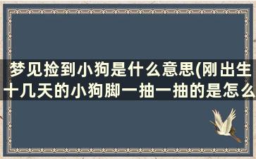 梦见捡到小狗是什么意思(刚出生十几天的小狗脚一抽一抽的是怎么回事)