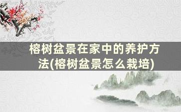 榕树盆景在家中的养护方法(榕树盆景怎么栽培)