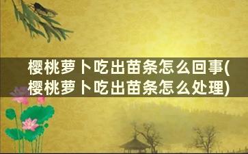 樱桃萝卜吃出苗条怎么回事(樱桃萝卜吃出苗条怎么处理)