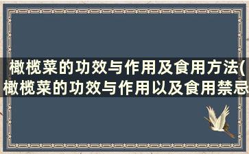 橄榄菜的功效与作用及食用方法(橄榄菜的功效与作用以及食用禁忌)