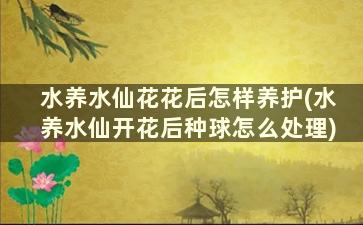 水养水仙花花后怎样养护(水养水仙开花后种球怎么处理)