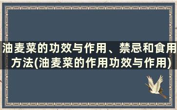 油麦菜的功效与作用、禁忌和食用方法(油麦菜的作用功效与作用)