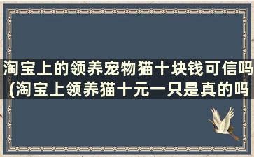 淘宝上的领养宠物猫十块钱可信吗(淘宝上领养猫十元一只是真的吗)