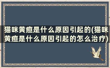 猫咪黄疸是什么原因引起的(猫咪黄疸是什么原因引起的怎么治疗)