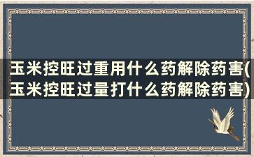 玉米控旺过重用什么药解除药害(玉米控旺过量打什么药解除药害)