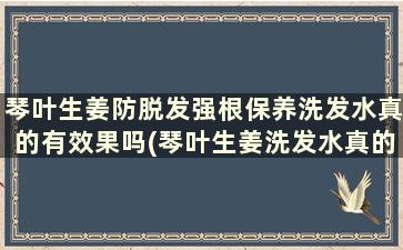 琴叶生姜防脱发强根保养洗发水真的有效果吗(琴叶生姜洗发水真的好用吗)