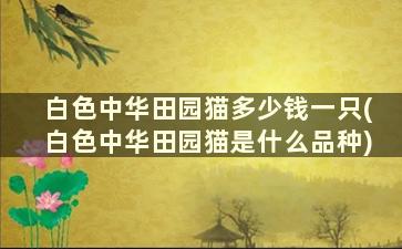 白色中华田园猫多少钱一只(白色中华田园猫是什么品种)