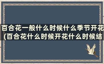 百合花一般什么时候什么季节开花(百合花什么时候开花什么时候结果)