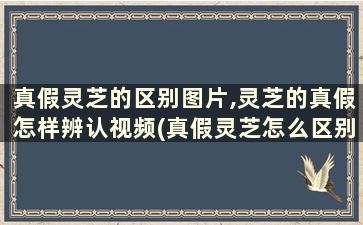 真假灵芝的区别图片,灵芝的真假怎样辨认视频(真假灵芝怎么区别)