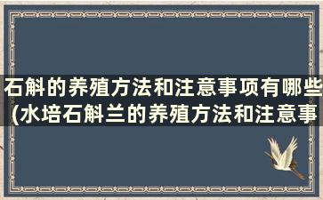 石斛的养殖方法和注意事项有哪些(水培石斛兰的养殖方法和注意事项)