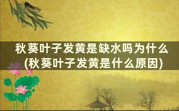 秋葵叶子发黄是缺水吗为什么(秋葵叶子发黄是什么原因)