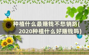 种植什么最赚钱不愁销路(2020种植什么好赚钱吗)