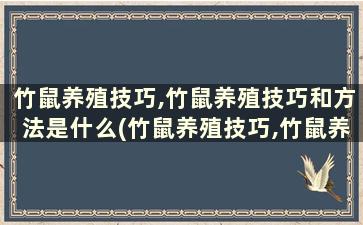 竹鼠养殖技巧,竹鼠养殖技巧和方法是什么(竹鼠养殖技巧,竹鼠养殖技巧和方法)