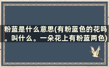 粉蓝是什么意思(有粉蓝色的花吗。叫什么。一朵花上有粉蓝两色)