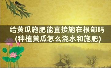 给黄瓜施肥能直接施在根部吗(种植黄瓜怎么浇水和施肥)