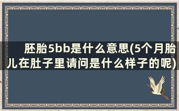 胚胎5bb是什么意思(5个月胎儿在肚子里请问是什么样子的呢)