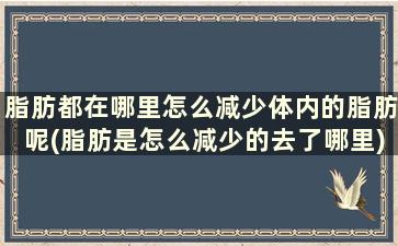 脂肪都在哪里怎么减少体内的脂肪呢(脂肪是怎么减少的去了哪里)