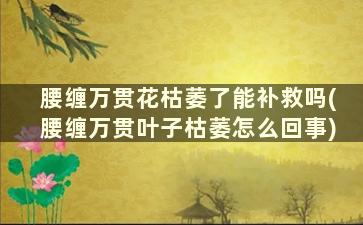 腰缠万贯花枯萎了能补救吗(腰缠万贯叶子枯萎怎么回事)