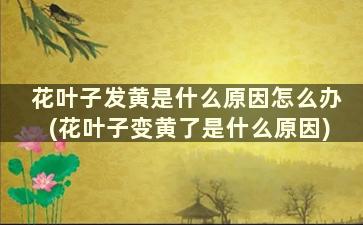 花叶子发黄是什么原因怎么办(花叶子变黄了是什么原因)