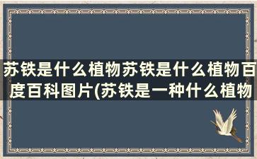 苏铁是什么植物苏铁是什么植物百度百科图片(苏铁是一种什么植物)