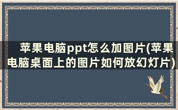 苹果电脑ppt怎么加图片(苹果电脑桌面上的图片如何放幻灯片)