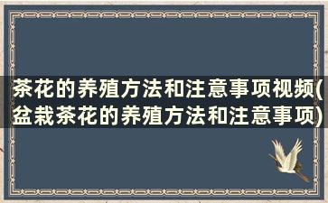 茶花的养殖方法和注意事项视频(盆栽茶花的养殖方法和注意事项)