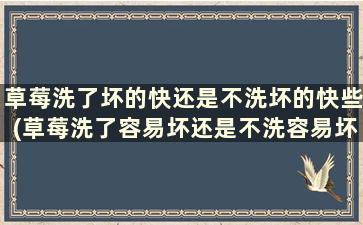 草莓洗了坏的快还是不洗坏的快些(草莓洗了容易坏还是不洗容易坏)