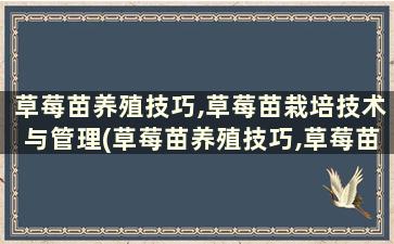 草莓苗养殖技巧,草莓苗栽培技术与管理(草莓苗养殖技巧,草莓苗栽培技术有哪些)